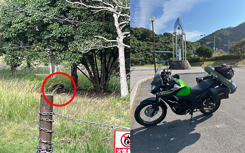 イノシシ??