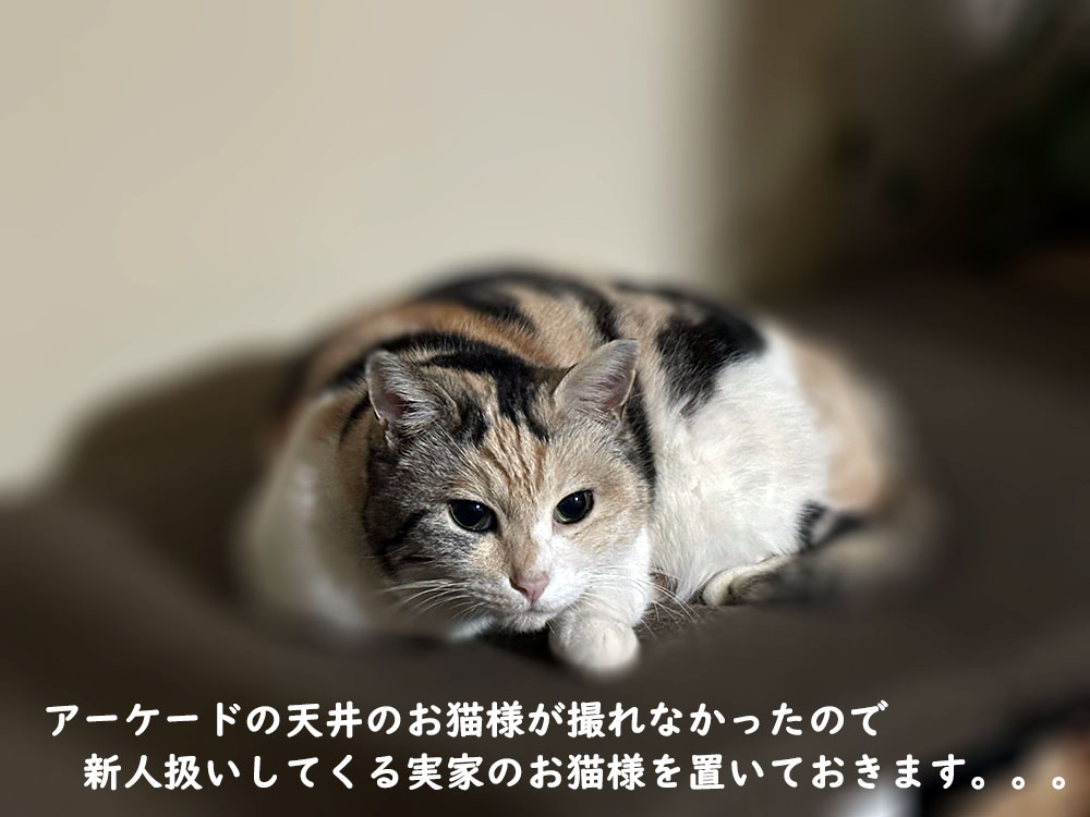 にゃんにゃんにゃん