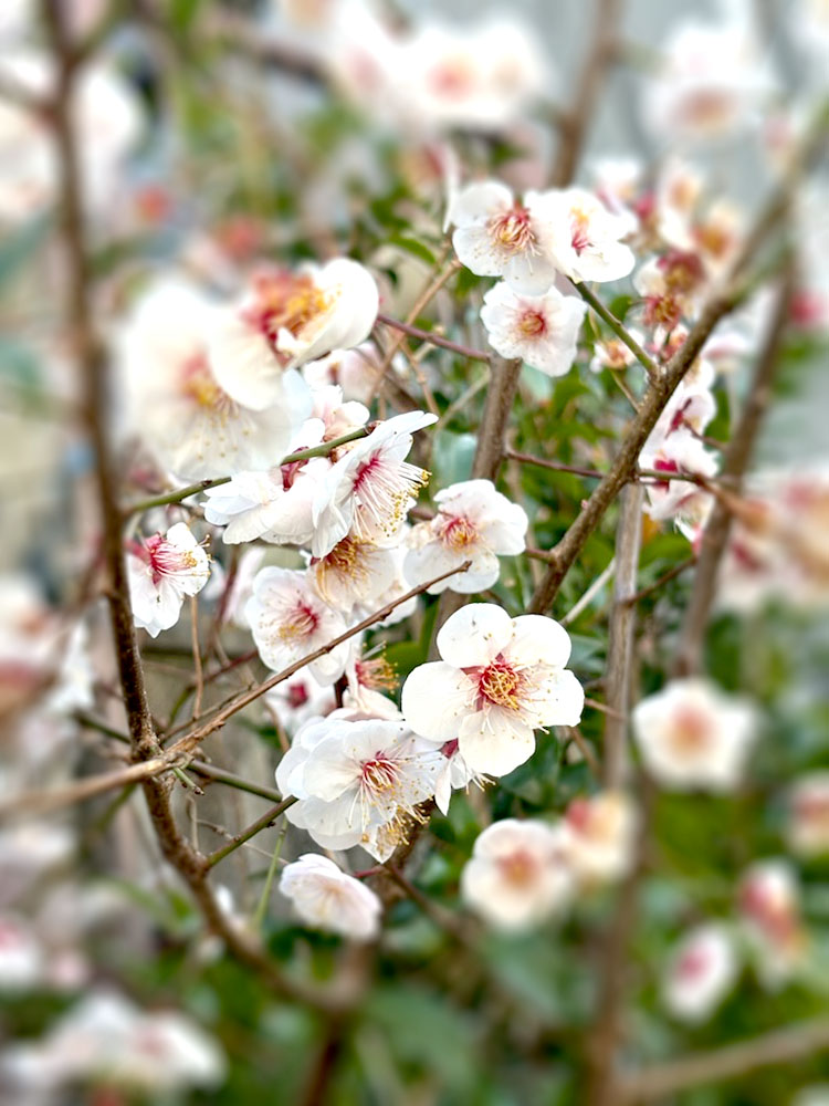 梅の花