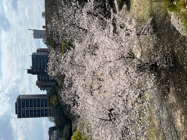 今年も行ってきました