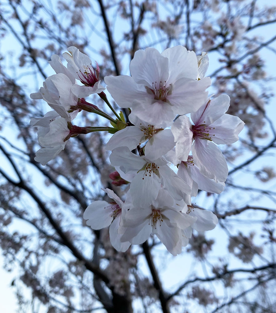 お巡りの季節
