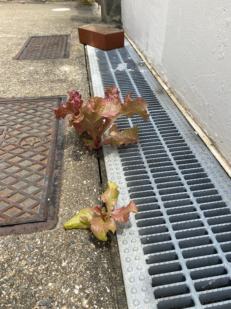 ド根性レタス