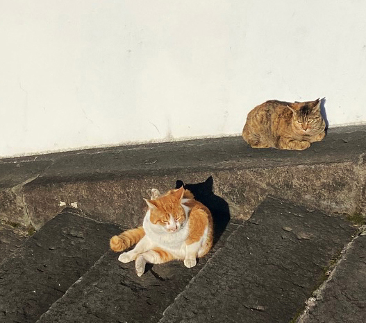 �����ڂ���