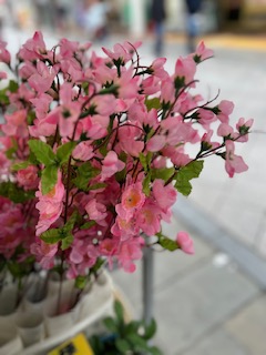 🎵����������܂���🎵